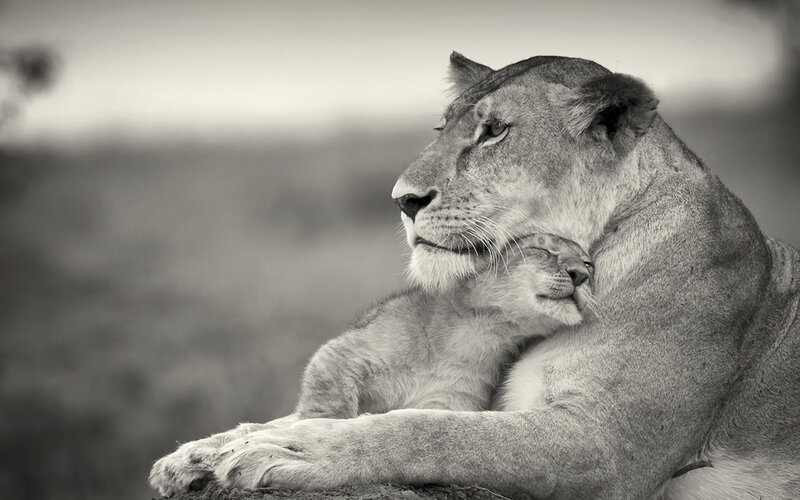 Lioness with Cub — Black, Serene, Afternoon