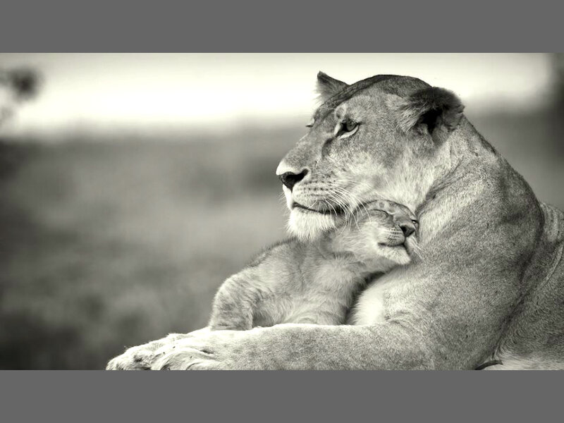 Lioness with Cub — Black, Serene, Photograph