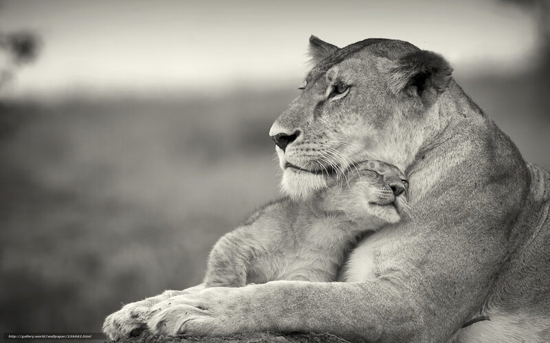 Lioness with Cub — Black, Serene, Sunset, Photograph