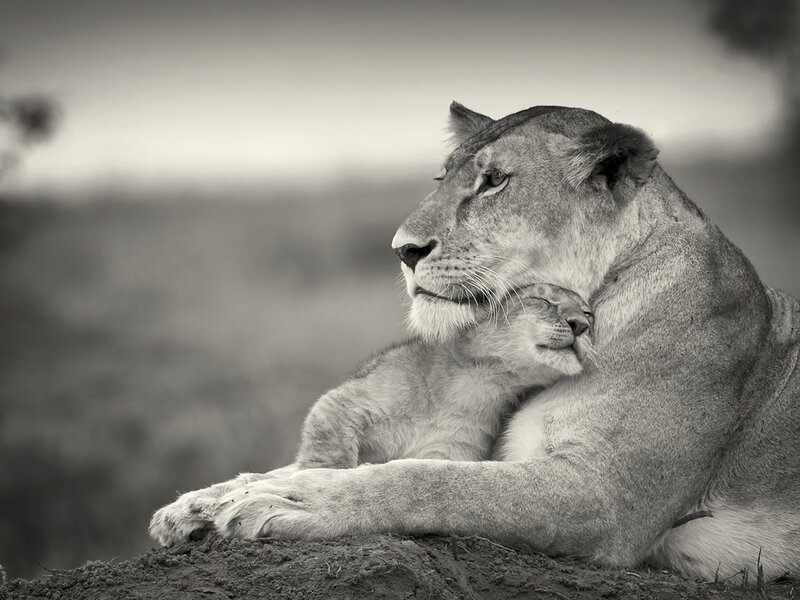Lioness with Cub — Black, Serene, Sunset