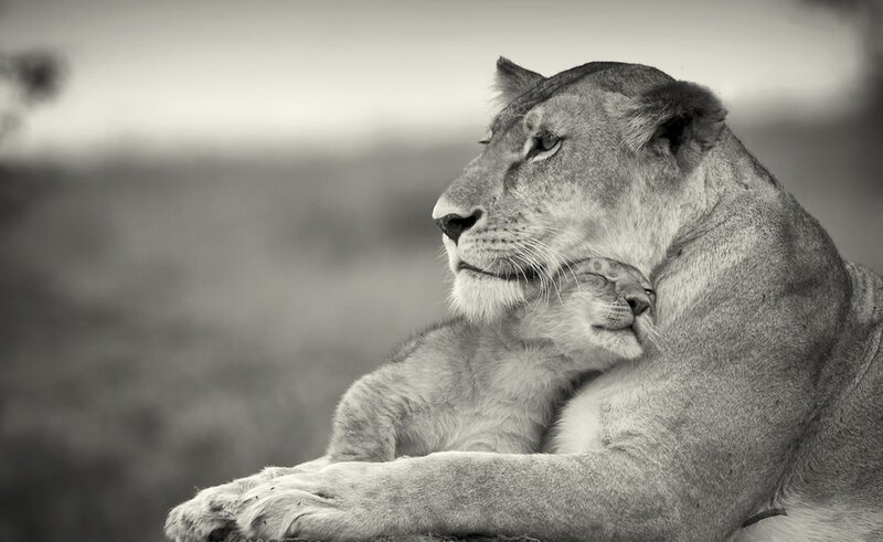 Lioness with Cub — Black, Serene