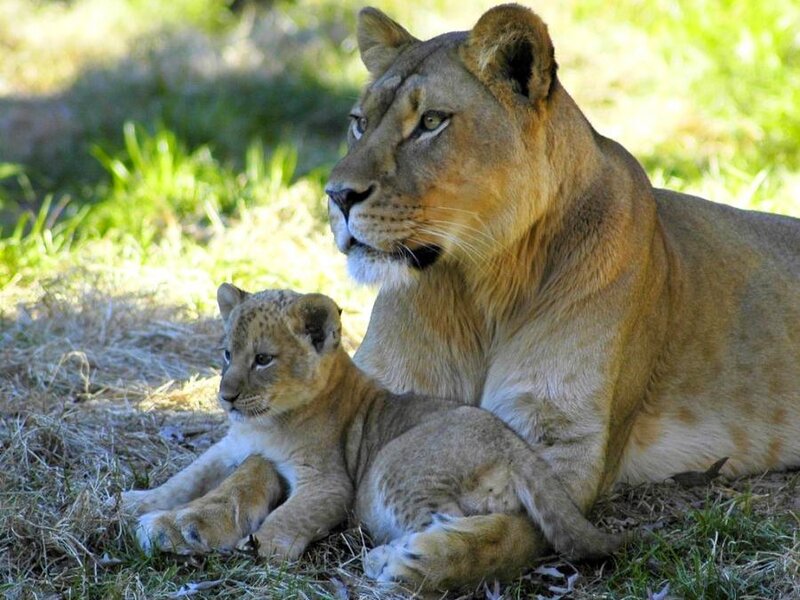 Lioness with Cub — Brown, Afternoon