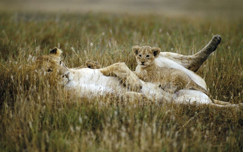 Lioness with Cub — Brown, Calm, Afternoon, Photograph, Grass, Field, Green