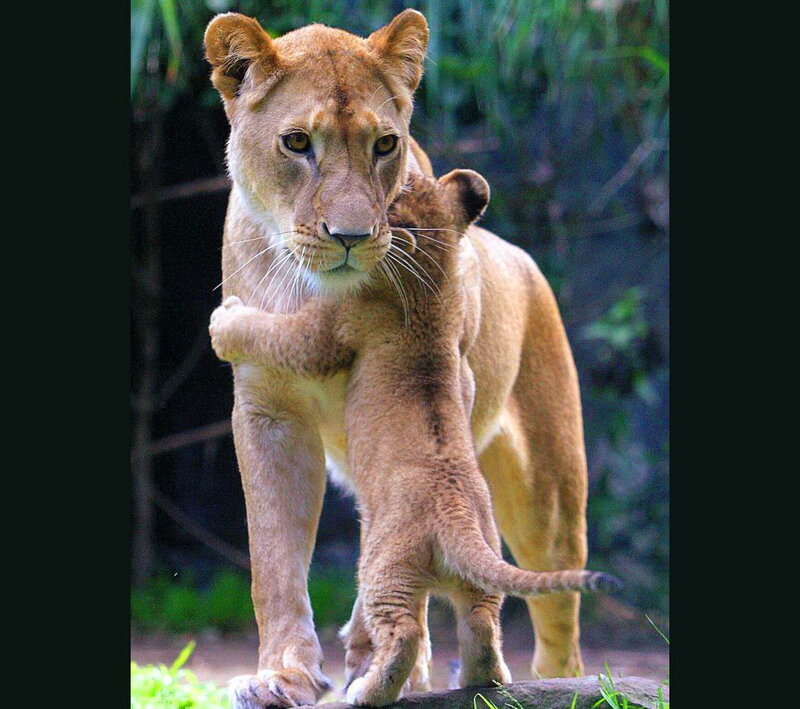 Lioness with Cub — Brown, Calm, Afternoon, Photograph, Grass, Rock
