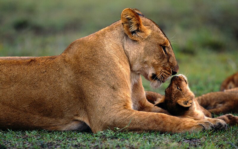 Lioness with Cub — Brown, Calm, Afternoon, Photograph, Grass, Savanna