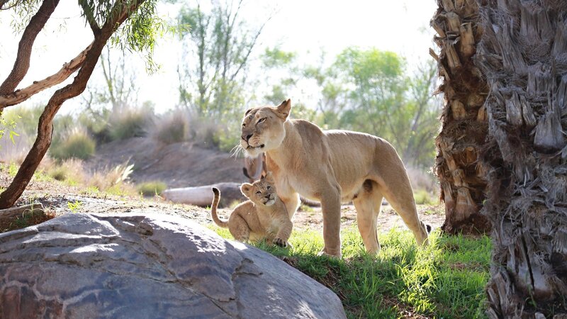 Lioness with Cub — Brown, Calm, Afternoon, Photograph, Tree