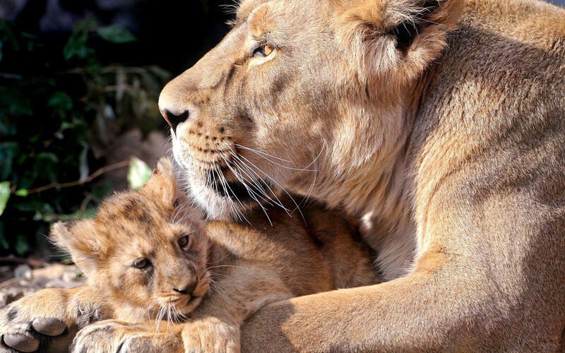 Lioness with Cub — Brown, Calm, Afternoon, Photograph, Whiskers, Greenery