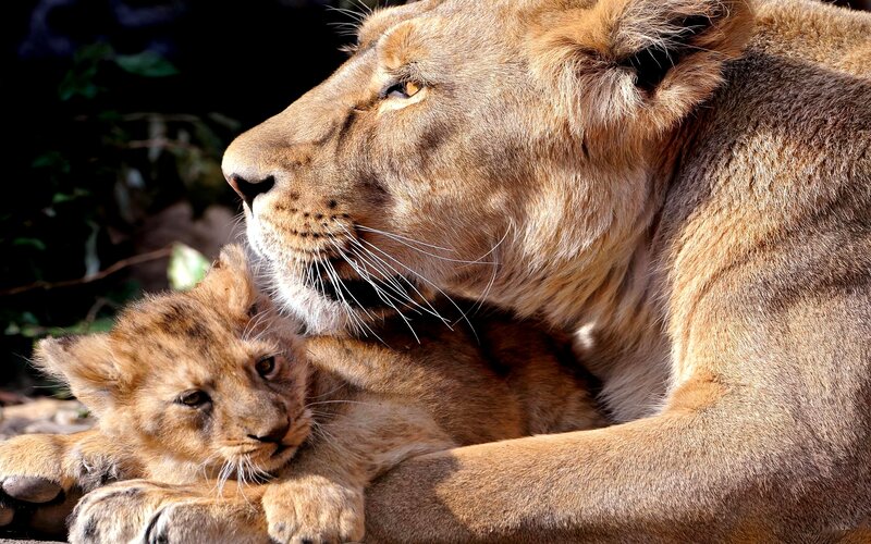 Lioness with Cub — Brown, Calm, Afternoon, Photograph, Whiskers