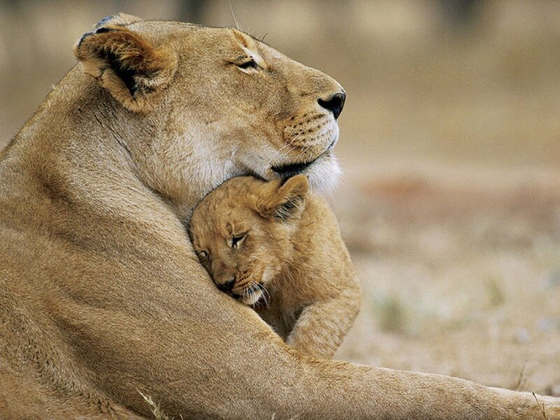 Lioness with Cub — Brown, Calm, Afternoon