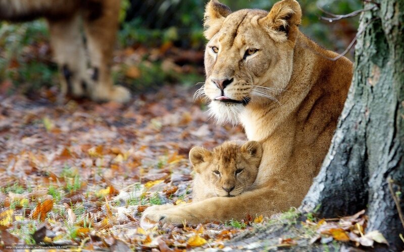 Lioness with Cub — Brown, Calm, Autumn, Photograph, Tree, Leaves