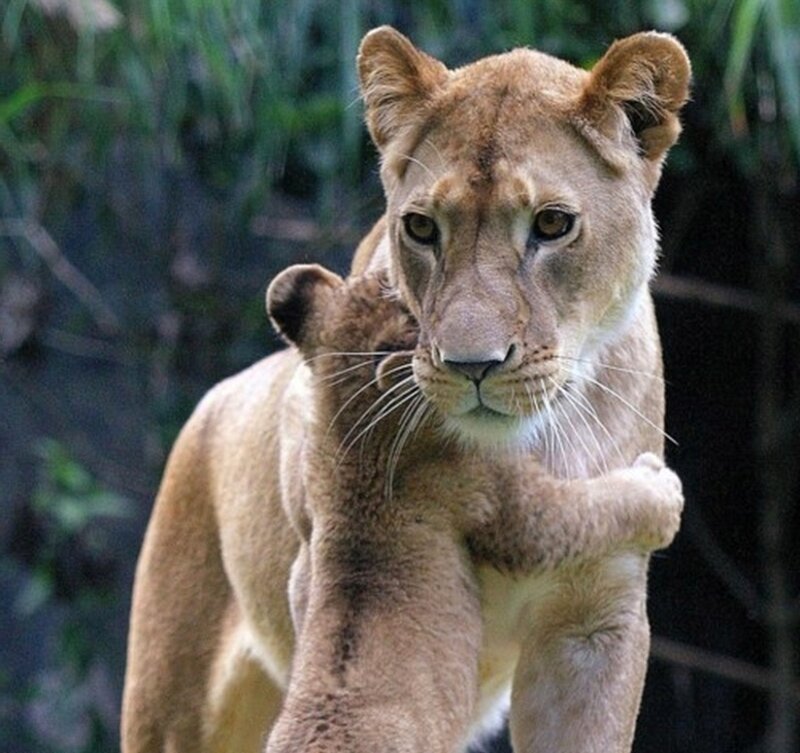 Lioness with Cub — Brown, Calm, Photograph, Grass