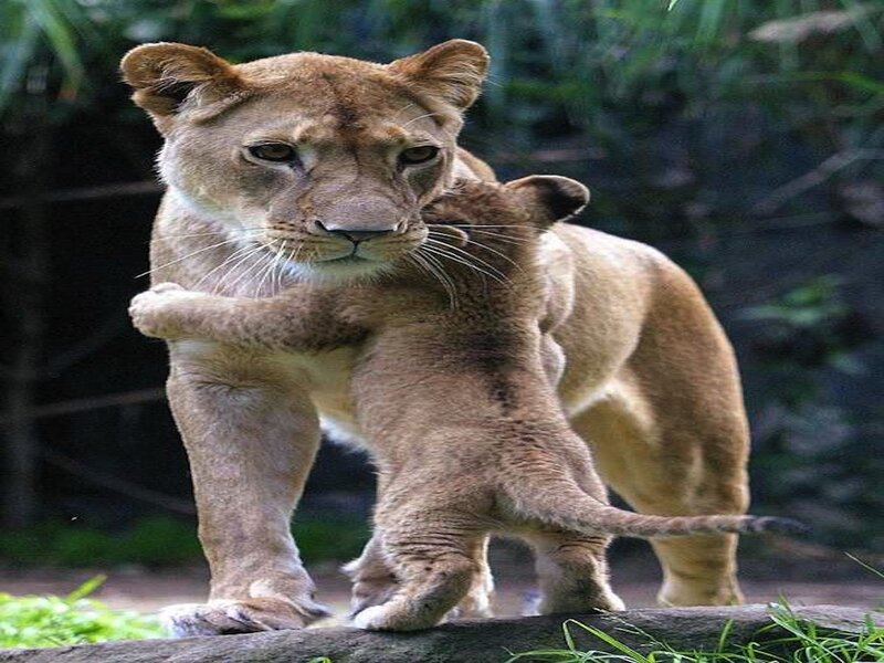Lioness with Cub — Brown, Calm, Photograph, Log