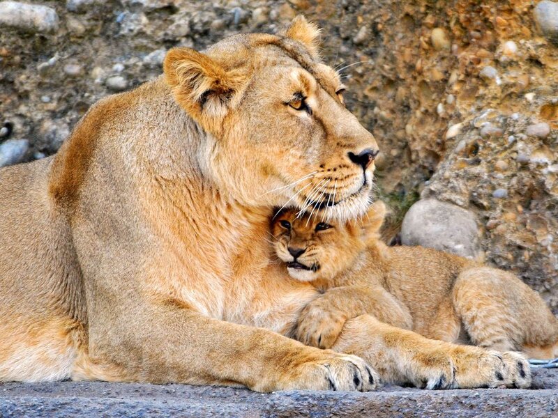 Lioness with Cub — Brown, Calm, Photograph, Rock, Stone