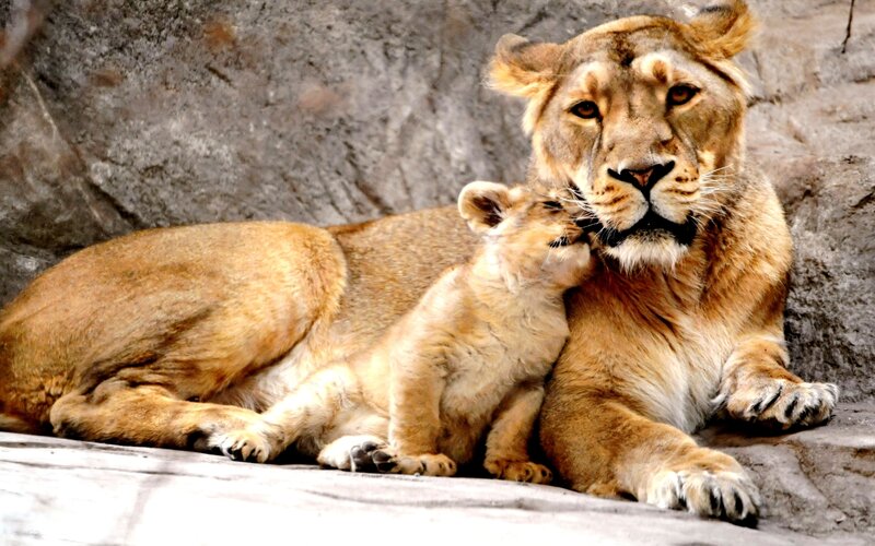 Lioness with Cub — Brown, Calm, Photograph, Rock