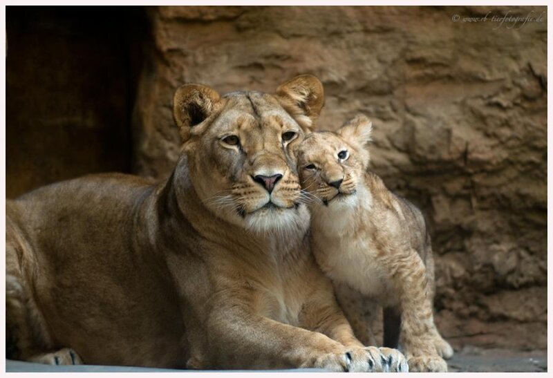 Lioness with Cub — Brown, Calm, Photograph, Rock Wall