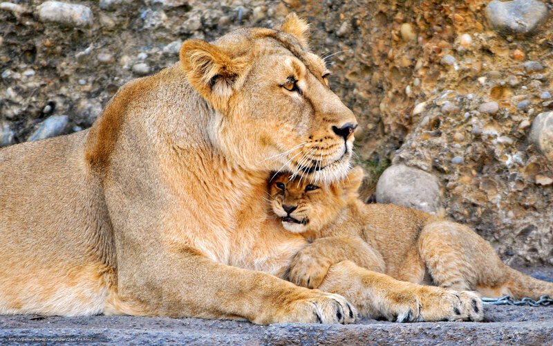 Lioness with Cub — Brown, Calm, Photograph, Rocks