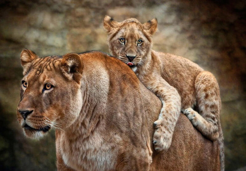 Lioness with Cub — Brown, Calm, Photograph, Shoulder