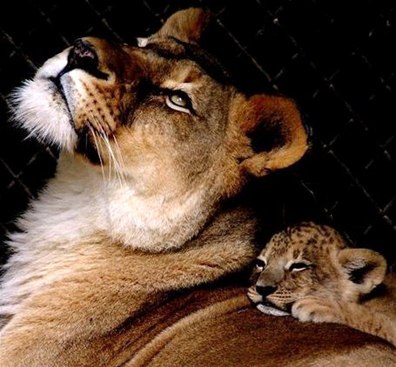 Lioness with Cub — Brown, Calm, Photograph