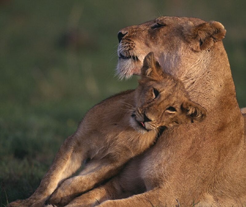 Lioness with Cub — Brown, Calm, Sunset, Photograph