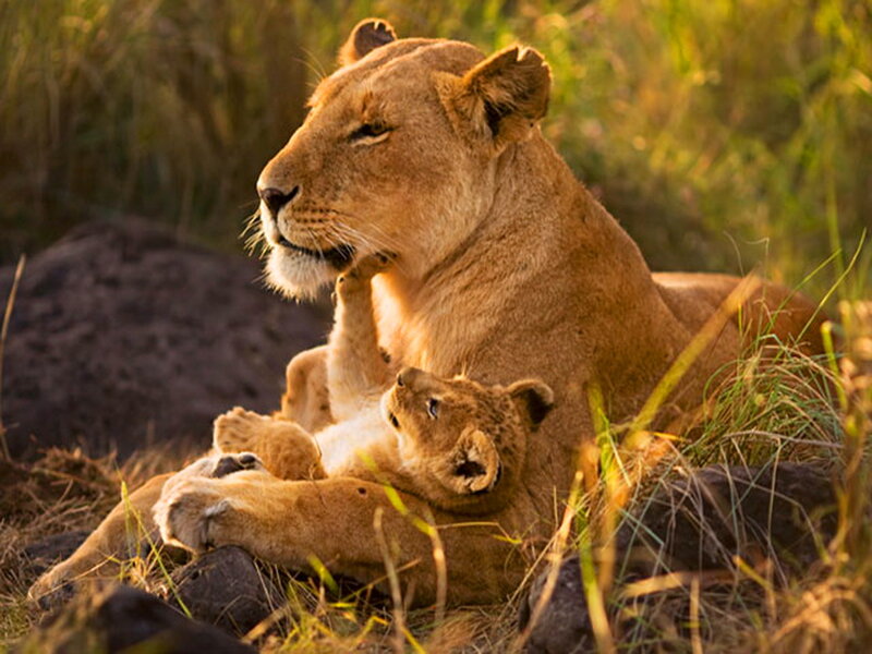 Lioness with Cub — Brown, Calm, Sunset
