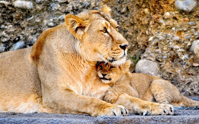 Lioness with Cub — Brown, Calm