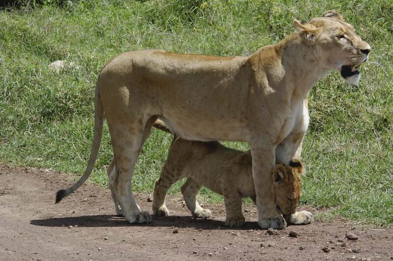 Lioness with Cub — Brown, Natural, Afternoon