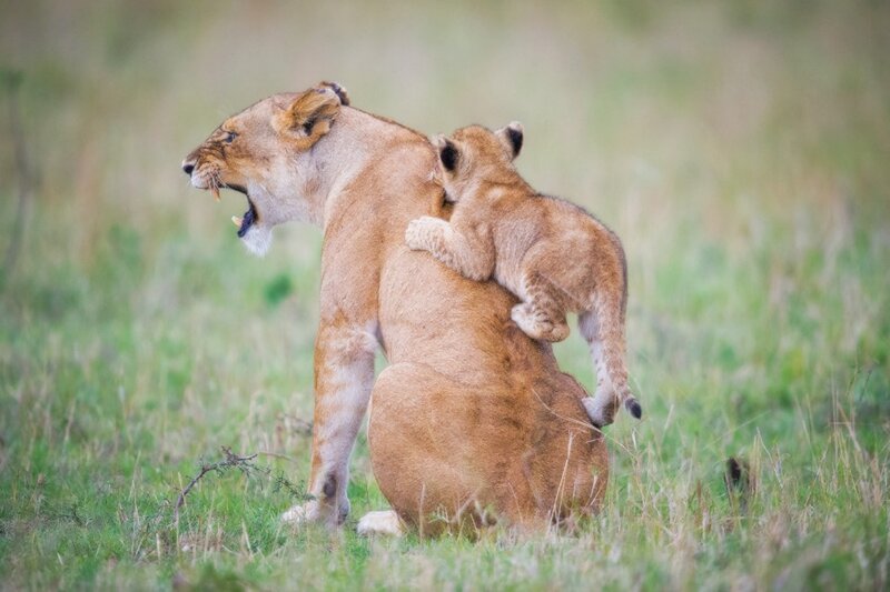Lioness with Cub — Brown, Natural