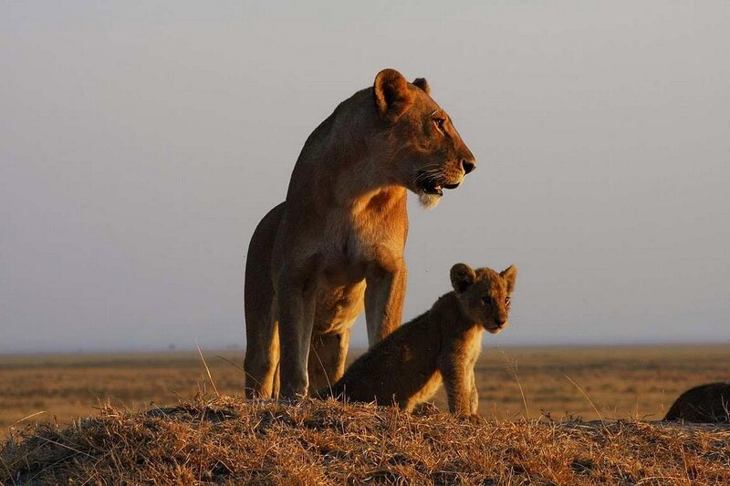 Lioness with Cub — Brown, Serene
