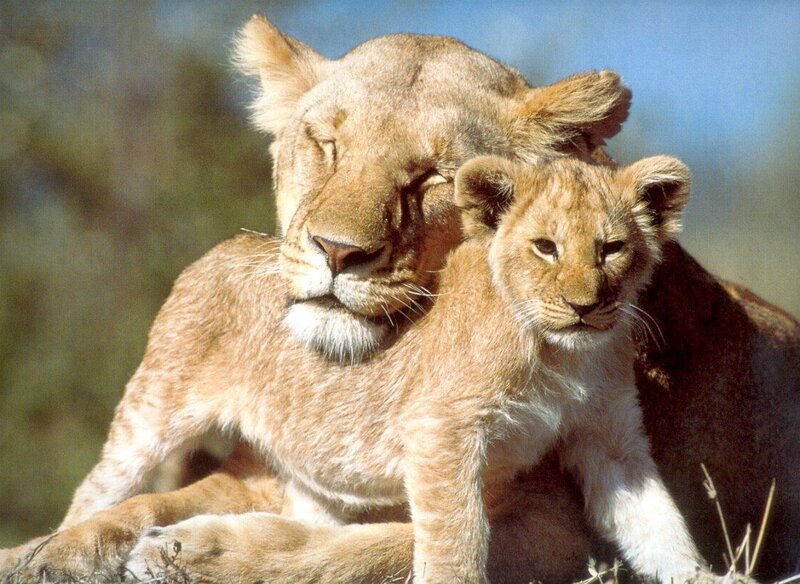 Lioness with Cub — Brown