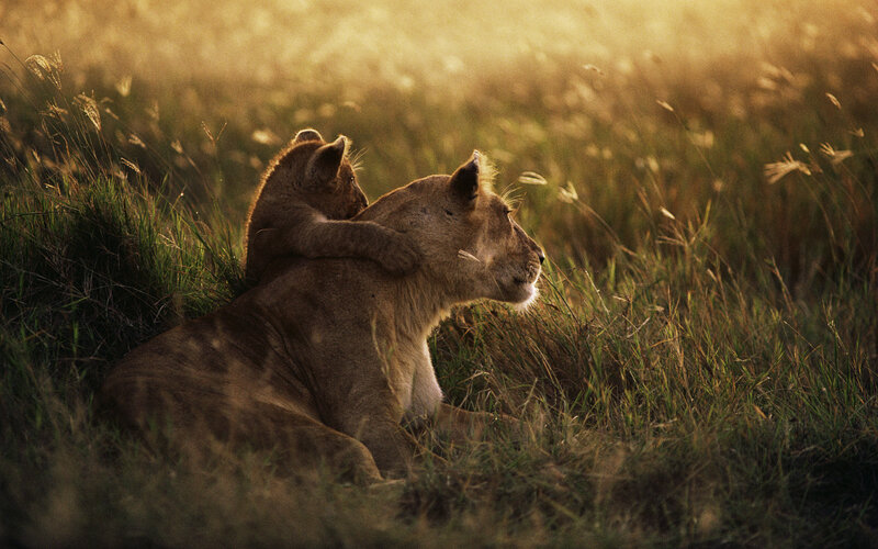 Lioness with Cub — Golden