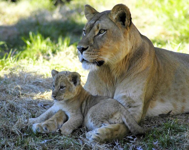 Lioness with Cub — Grass
