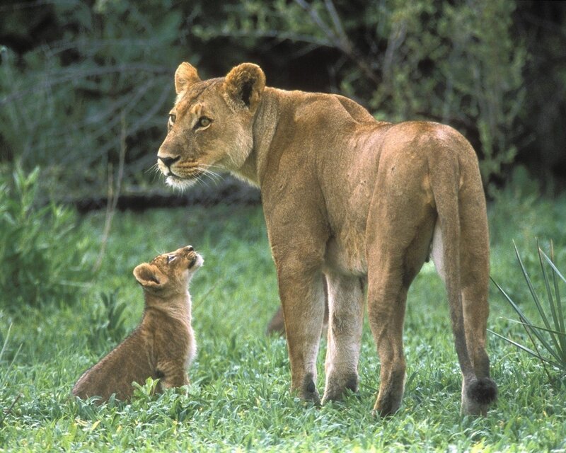 Lioness with Cub — Green, Calm, Afternoon, Photograph, Grass, Trees, Brown