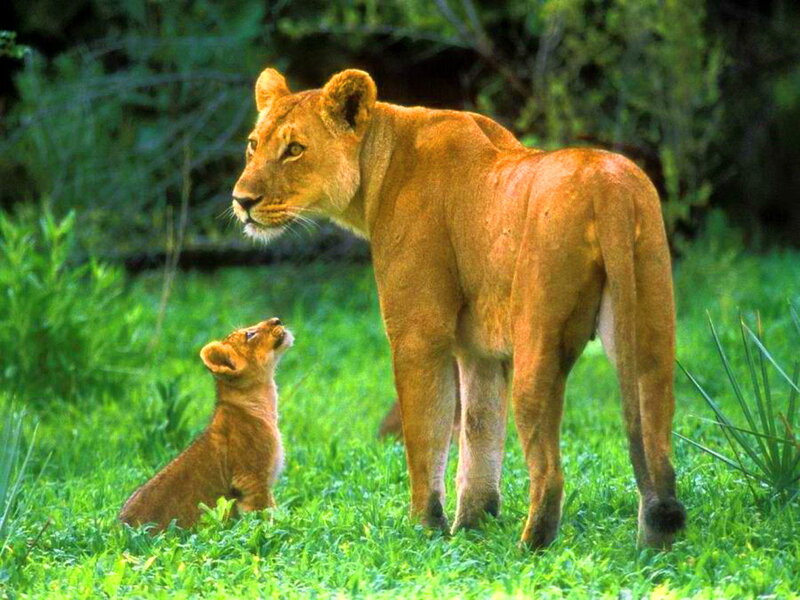 Lioness with Cub — Green, Calm, Afternoon
