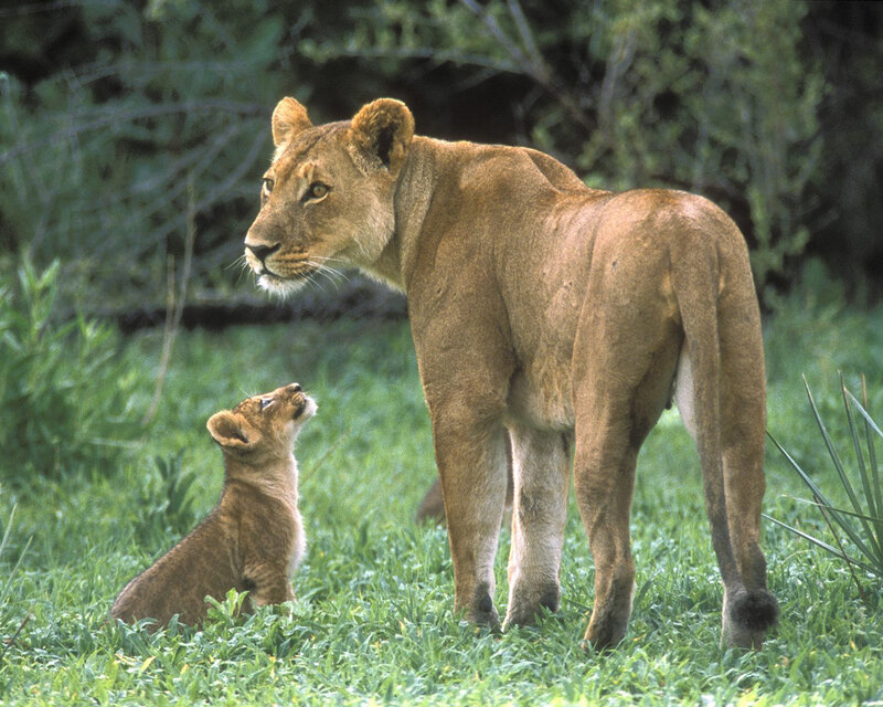 Lioness with Cub — Green, Calm
