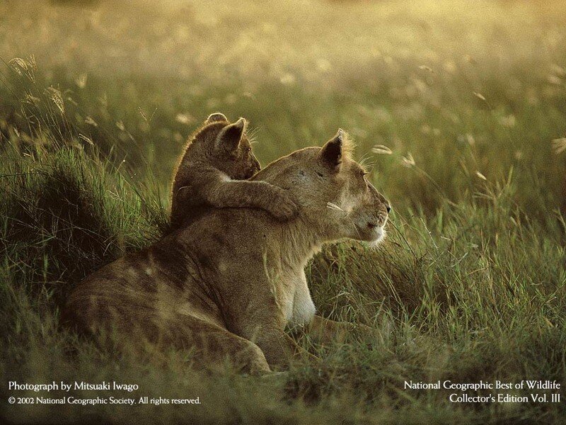 Lioness with Cub — Green, Serene