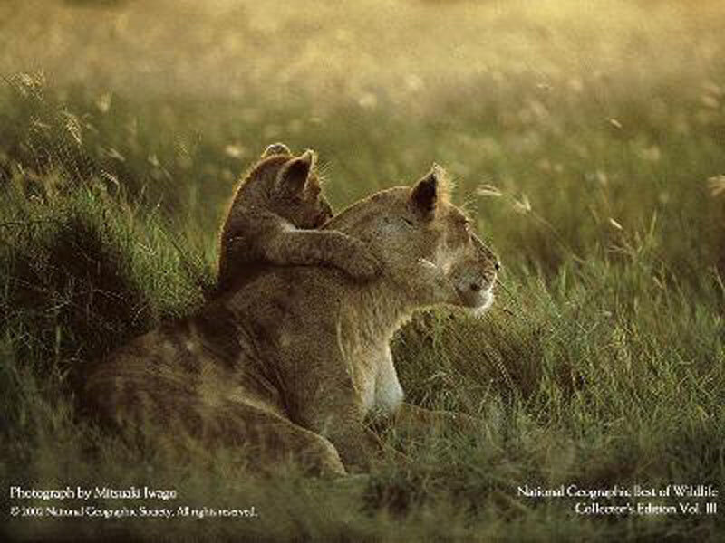 Lioness with Cub — Green