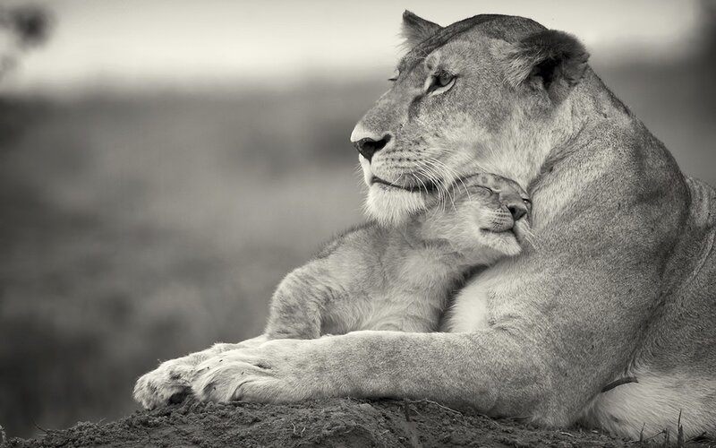 Lioness with cub in black and white