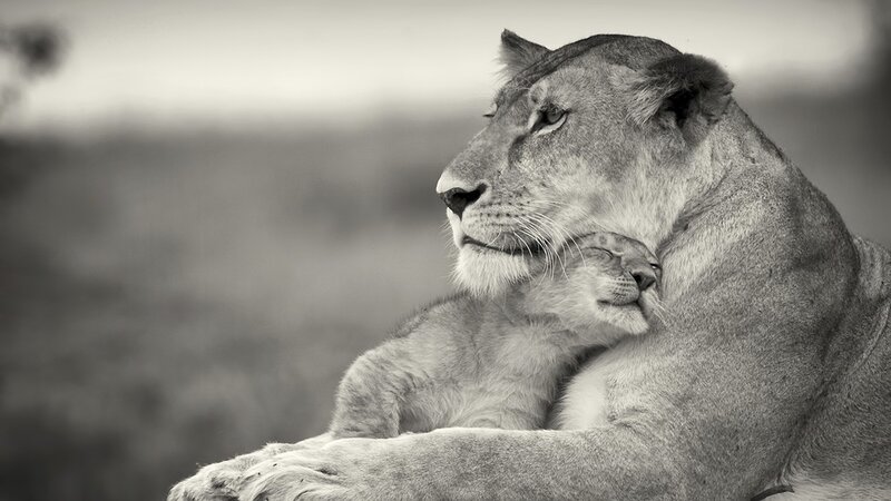 Lioness with cub in embrace