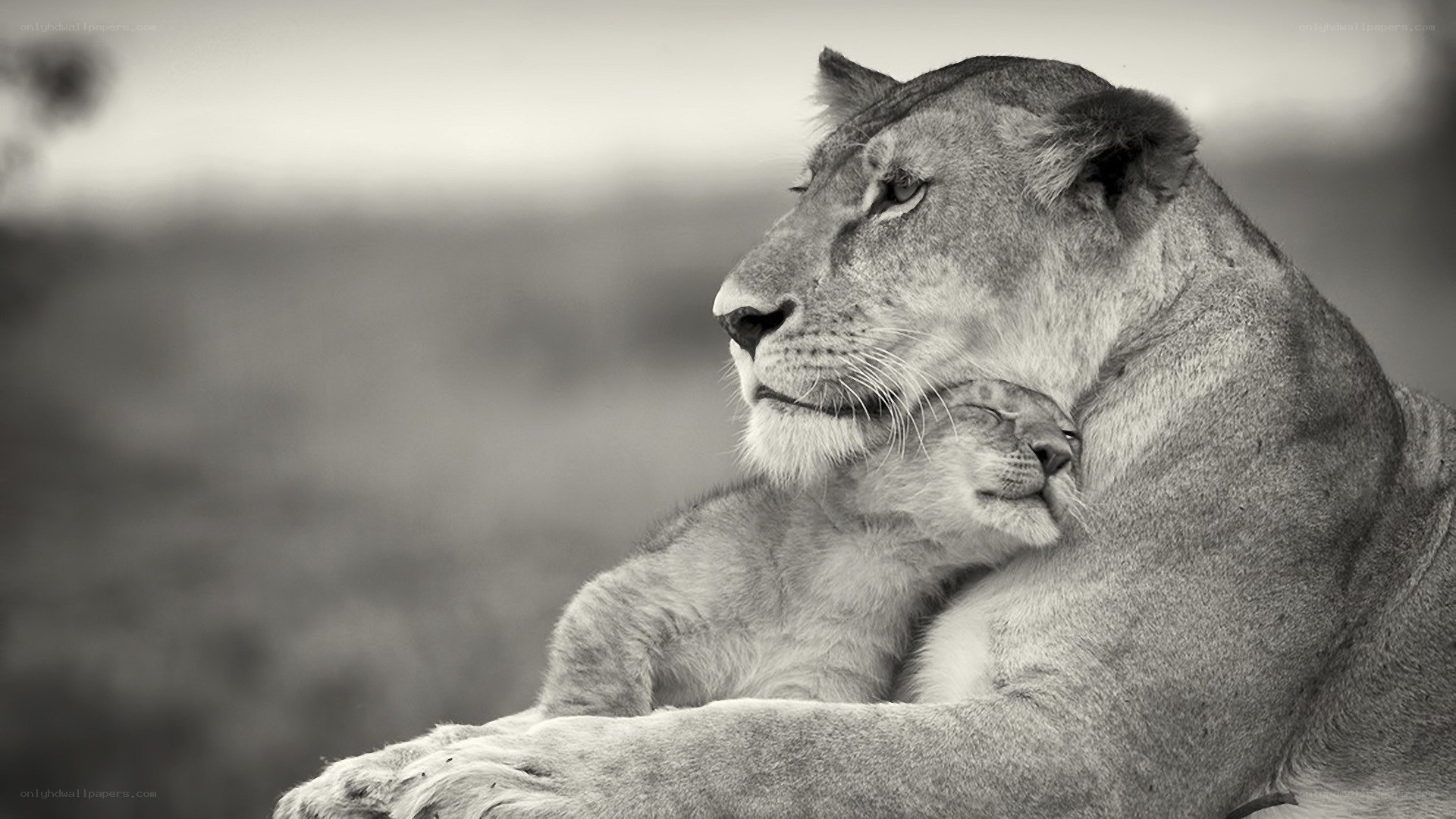 Lioness with cub in embrace