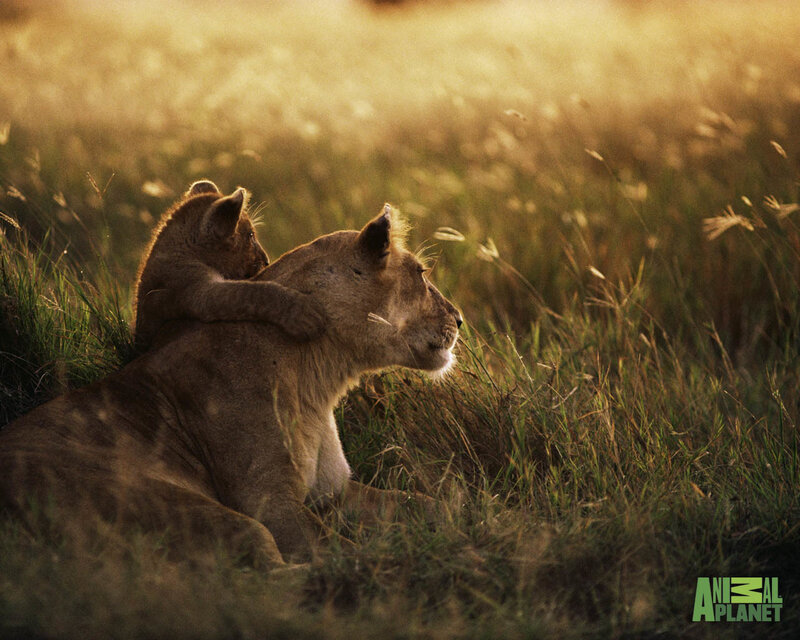 Lioness with cub in grass