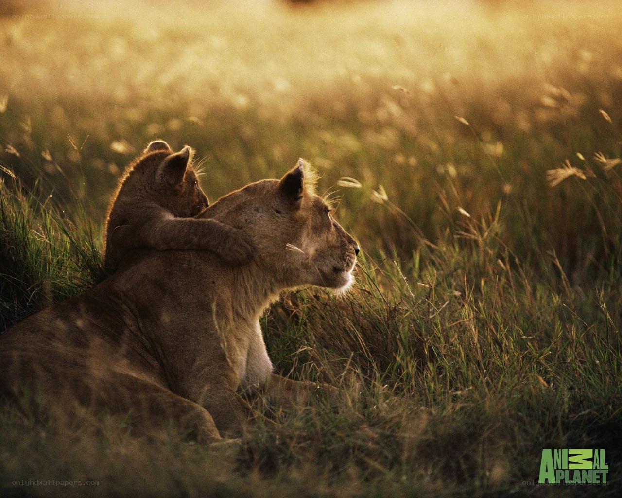 Lioness with cub in grass