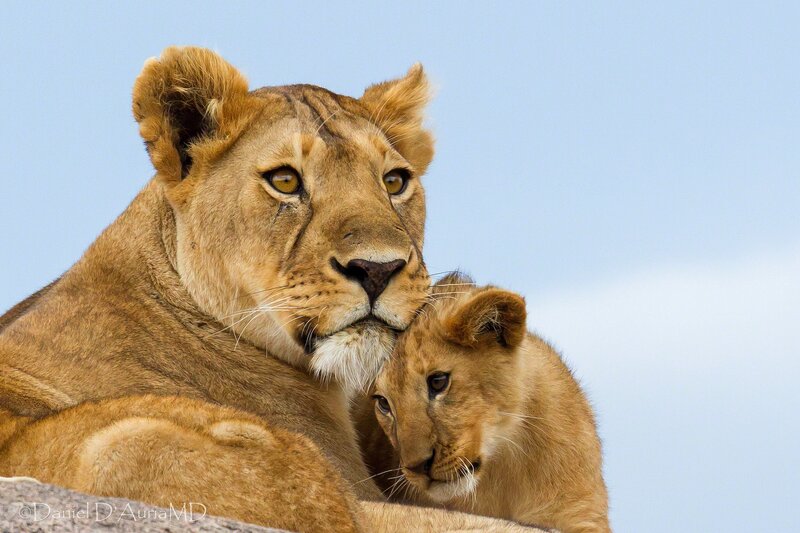 Lioness with Cub — Sky