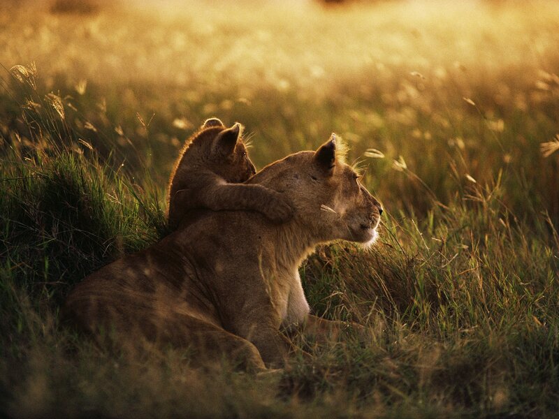 Lioness with Cub — Sunset