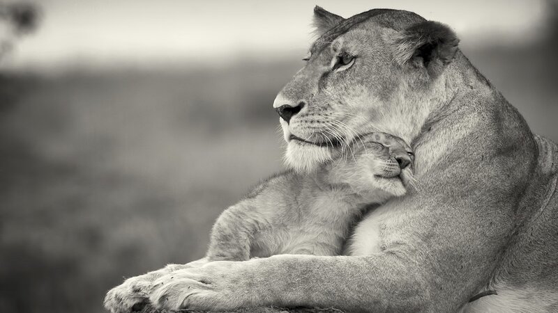 Lioness with cub