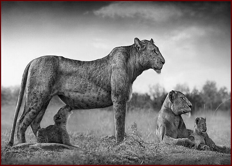 Lioness with Cubs — Black