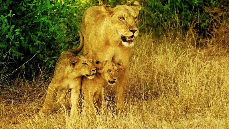Lioness with Cubs — Brown, Alert, Afternoon