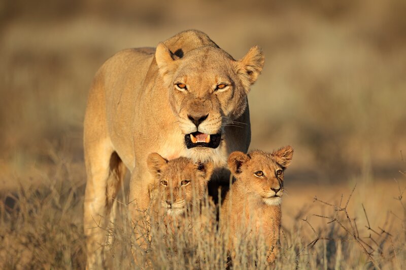 Lioness with Cubs — Brown, Alert
