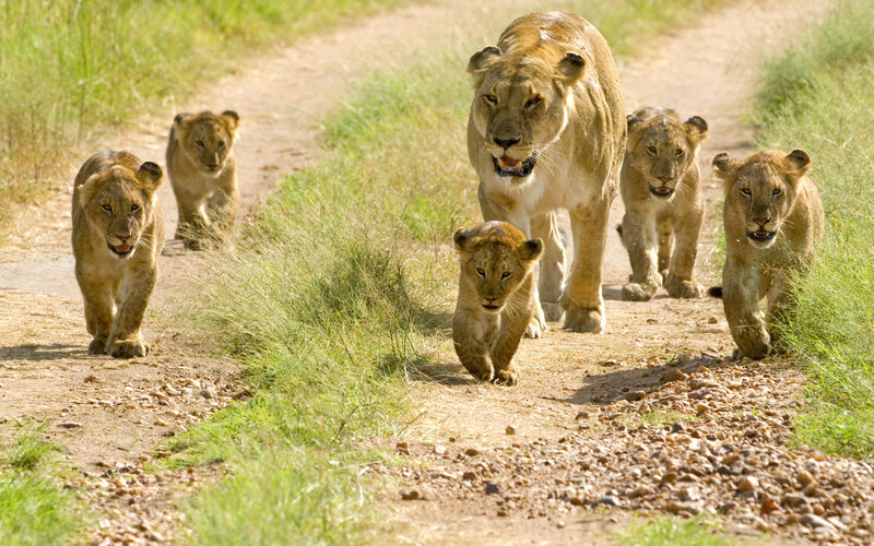 Lioness with Cubs — Brown, Calm, Afternoon, Photograph, Dirt Path