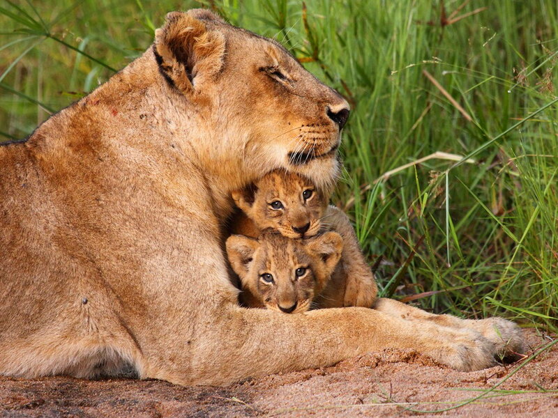 Lioness with Cubs — Brown, Calm, Afternoon, Photograph, Grass, Sand