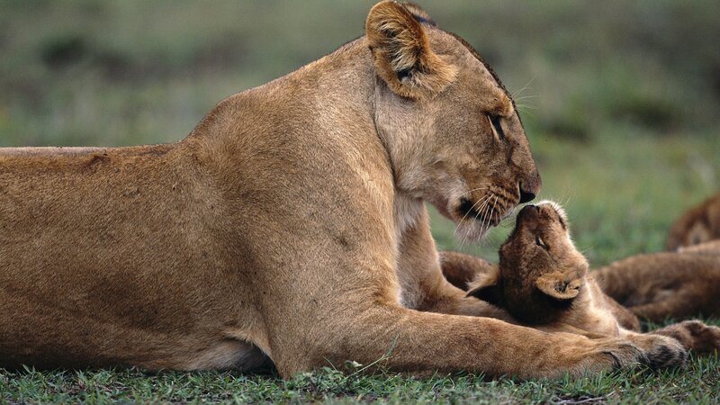 Lioness with Cubs — Brown, Calm, Afternoon, Photograph, Grass, Savanna